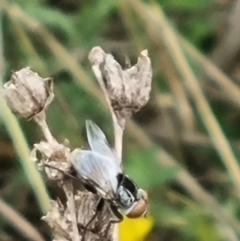 Tabanomorpha sp. (Parvorder) at Crace Grassland (CR_2) - 29 Dec 2023