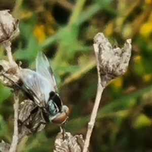 Tabanomorpha sp. (Parvorder) at Crace Grassland (CR_2) - 29 Dec 2023