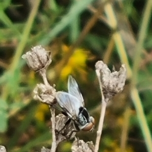 Tabanomorpha sp. (Parvorder) at Crace Grassland (CR_2) - 29 Dec 2023
