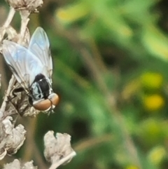 Tabanomorpha sp. (Parvorder) at Crace Grassland (CR_2) - 29 Dec 2023