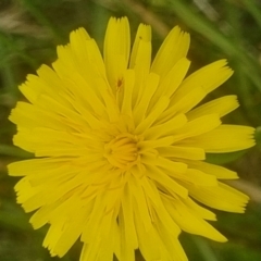 Dasytinae (subfamily) (Soft-winged flower beetle) at Crace Grasslands - 28 Dec 2023 by MiaThurgate