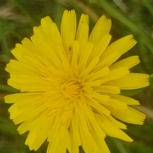 Dasytinae (subfamily) at Crace Grassland (CR_2) - 29 Dec 2023