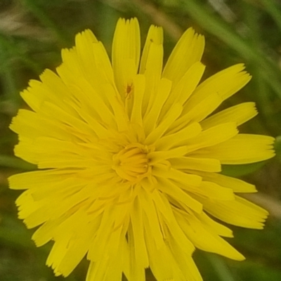 Dasytinae (subfamily) (Soft-winged flower beetle) at Crace Grassland (CR_2) - 29 Dec 2023 by MiaThurgate