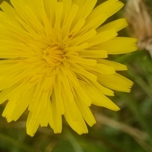 Dasytinae (subfamily) at Crace Grassland (CR_2) - 29 Dec 2023