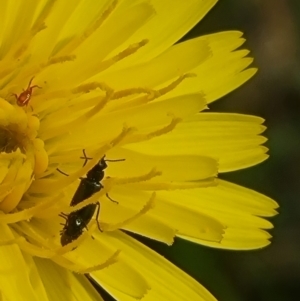 Dasytinae (subfamily) at Crace Grassland (CR_2) - 29 Dec 2023