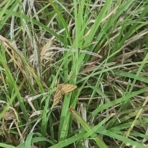 Scopula rubraria at Crace Grassland (CR_2) - 29 Dec 2023 09:28 AM