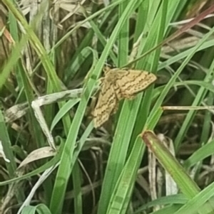 Scopula rubraria at Crace Grassland (CR_2) - 29 Dec 2023 09:28 AM