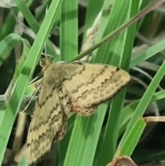 Scopula rubraria at Crace Grassland (CR_2) - 29 Dec 2023 09:28 AM