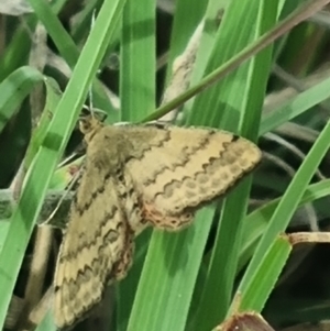 Scopula rubraria at Crace Grassland (CR_2) - 29 Dec 2023