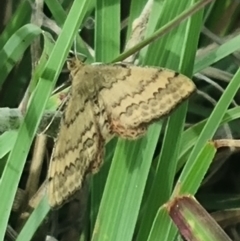 Scopula rubraria at Crace Grassland (CR_2) - 29 Dec 2023 09:28 AM