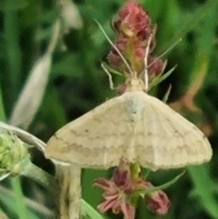 Scopula rubraria (Reddish Wave, Plantain Moth) at Crace Grassland (CR_2) - 28 Dec 2023 by MiaThurgate