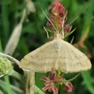 Scopula rubraria at Crace Grassland (CR_2) - 29 Dec 2023