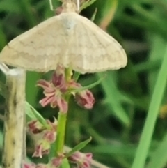 Scopula rubraria at Crace Grassland (CR_2) - 29 Dec 2023 09:25 AM