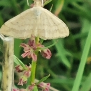 Scopula rubraria at Crace Grassland (CR_2) - 29 Dec 2023