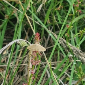 Scopula rubraria at Crace Grassland (CR_2) - 29 Dec 2023