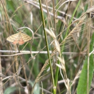 Scopula rubraria at Crace Grassland (CR_2) - 29 Dec 2023 09:25 AM