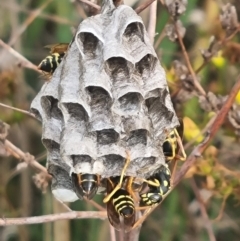 Polistes (Polistes) chinensis (Asian paper wasp) at Crace Grasslands - 28 Dec 2023 by MiaThurgate
