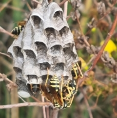 Polistes (Polistes) chinensis at Crace Grassland (CR_2) - 29 Dec 2023 09:40 AM