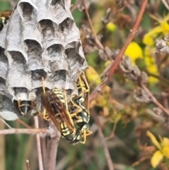 Polistes (Polistes) chinensis at Crace Grassland (CR_2) - 29 Dec 2023 09:40 AM