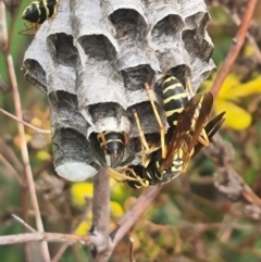 Polistes (Polistes) chinensis at Crace Grassland (CR_2) - 29 Dec 2023 09:40 AM