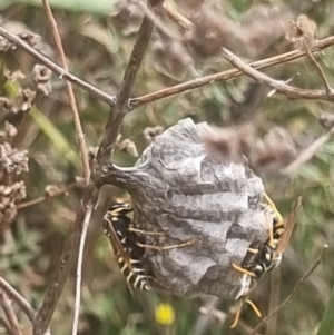 Polistes (Polistes) chinensis at Crace Grassland (CR_2) - 29 Dec 2023 09:40 AM