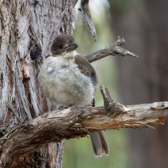 Cracticus torquatus (Grey Butcherbird) at Higgins, ACT - 1 Jan 2024 by Untidy