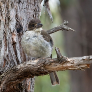 Cracticus torquatus at Higgins Woodland - 1 Jan 2024 11:23 AM