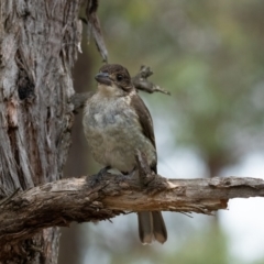 Cracticus torquatus at Higgins Woodland - 1 Jan 2024