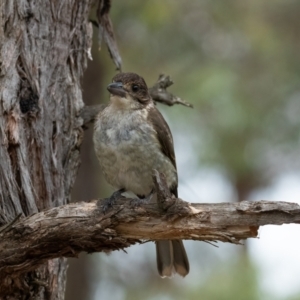 Cracticus torquatus at Higgins Woodland - 1 Jan 2024 11:23 AM