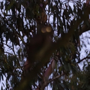 Ninox strenua at Wee Jasper, NSW - 30 Dec 2023