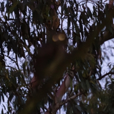 Ninox strenua (Powerful Owl) at Micalong Gorge - 30 Dec 2023 by Wildlifewarrior80