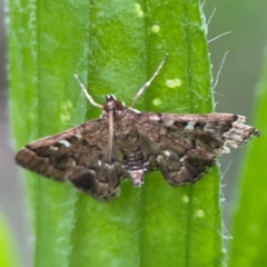 Nacoleia rhoeoalis (Spilomelinae) at Kambah, ACT - 1 Jan 2024 by Hejor1