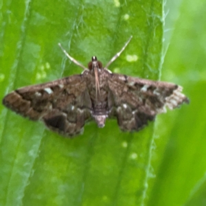 Nacoleia rhoeoalis at Kambah, ACT - 1 Jan 2024