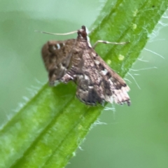 Nacoleia rhoeoalis at Kambah, ACT - 1 Jan 2024