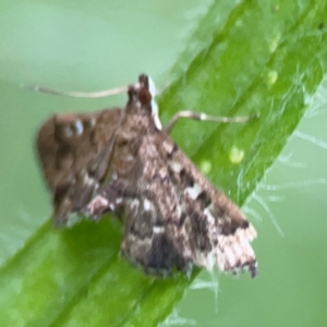 Nacoleia rhoeoalis at Kambah, ACT - 1 Jan 2024