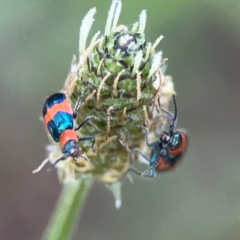 Dicranolaius bellulus (Red and Blue Pollen Beetle) at Kambah, ACT - 1 Jan 2024 by Hejor1