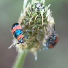 Dicranolaius bellulus at Kambah, ACT - 1 Jan 2024