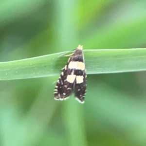 Glyphipterix chrysoplanetis at Kambah, ACT - 1 Jan 2024