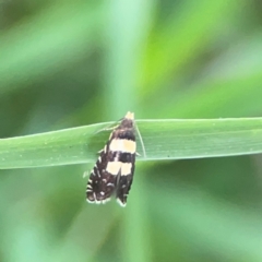 Glyphipterix chrysoplanetis at Kambah, ACT - 1 Jan 2024