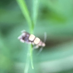 Glyphipterix chrysoplanetis at Kambah, ACT - 1 Jan 2024