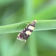 Glyphipterix chrysoplanetis at Kambah, ACT - 1 Jan 2024