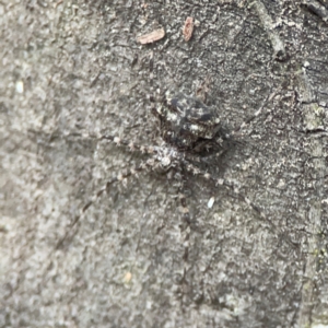 Tamopsis sp. (genus) at Kambah, ACT - 1 Jan 2024 06:28 PM