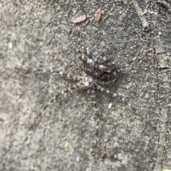 Tamopsis sp. (genus) (Two-tailed spider) at Kambah, ACT - 1 Jan 2024 by Hejor1
