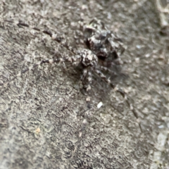 Tamopsis sp. (genus) at Kambah, ACT - 1 Jan 2024 06:28 PM