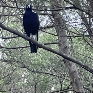 Gymnorhina tibicen at Kambah, ACT - 1 Jan 2024