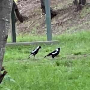 Gymnorhina tibicen at Kambah, ACT - 1 Jan 2024