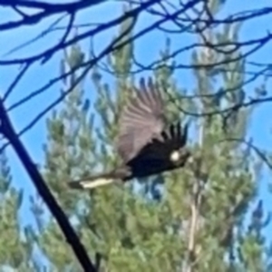 Zanda funerea at Kambah, ACT - 1 Jan 2024 06:17 PM