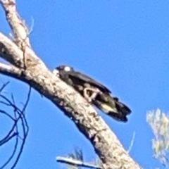 Zanda funerea at Kambah, ACT - 1 Jan 2024 06:17 PM