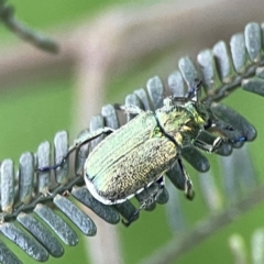 Diphucephala sp. (genus) (Green Scarab Beetle) at Kambah, ACT - 1 Jan 2024 by Hejor1