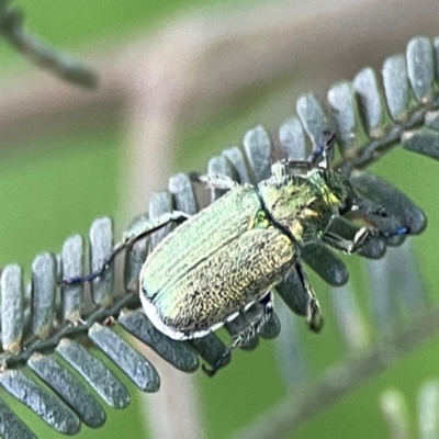 Diphucephala sp. (genus) (Green Scarab Beetle) at Kambah, ACT - 1 Jan 2024 by Hejor1